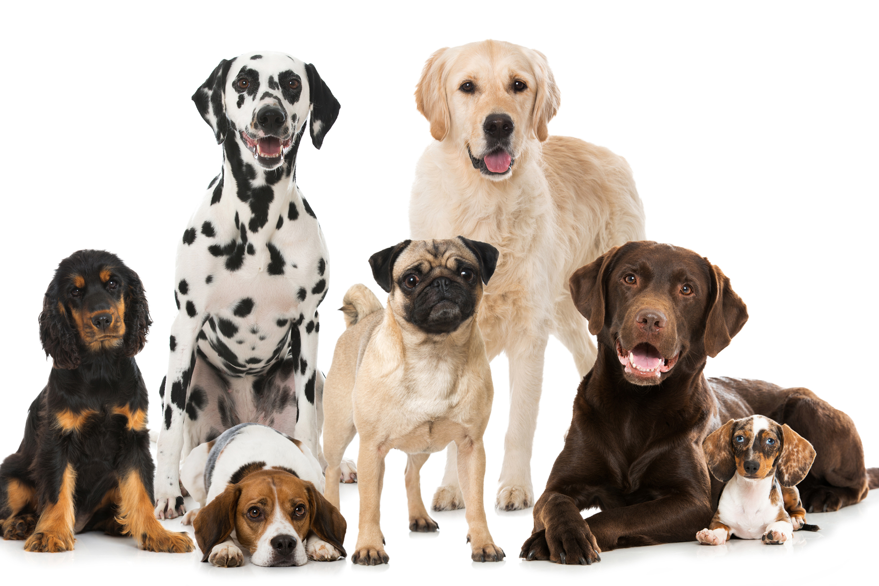 Acheter un chien : différents types de choix selon la personnalité — 98.5  Montréal
